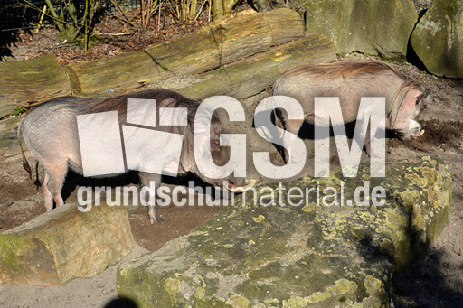 Warzenschwein (1).jpg